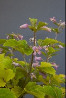 Clematis heracleifolia 'Pink Dwarf'